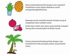 Contoh Tumbuhan Yang Berkembang Biak Dengan Menggunakan Stolon Ditunjukkan Oleh Nomor